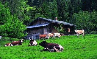 农场西南农庄爆料视频,农场爆料视频带你探秘田园生活